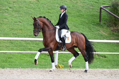 Foto zur Meldung: DSP Reitpferdeauktion in Marbach – 160.250 Euro für Viviano
