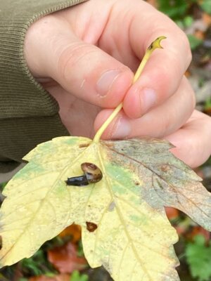 Ein Tag im Wald (von der S8) (Bild vergr&ouml;&szlig;ern)