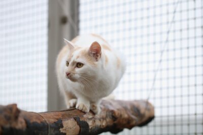 Hinweis zur Aufnahme von Katzen und Igeln