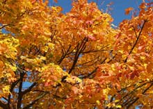 herbst1.jpg herbst1.jpg