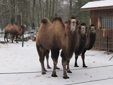 Trampeltiere Trampeltiere