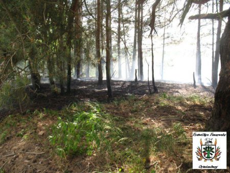 5 Wald 28.05.12 5 Wald 28.05.12