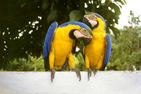 Ort: Presidente Fiqueiredo Bundesland: Amazonas Ort: Presidente Fiqueiredo Bundesland: Amazonas