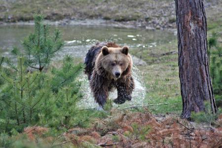 Bär Wildpark Bär Wildpark