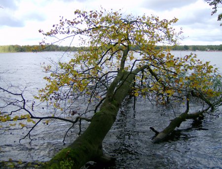 Baum-im-See-S.Assatzk
