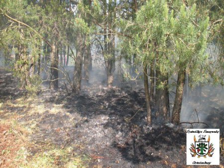 3 Wald 25.05.12 3 Wald 25.05.12