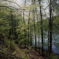 buchenwald-tetzlaff.jpg buchenwald-tetzlaff.jpg