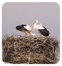 Storch Storch