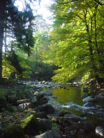 Herbst im Harz