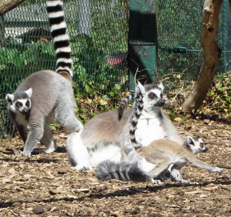 Kattas mit Nachwuchs 2 Kattas mit Nachwuchs 2