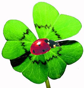 Kleeblatt.bmp