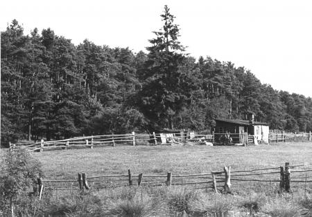 Hütte des Kuhhirten, etwa 1955, östlich der 