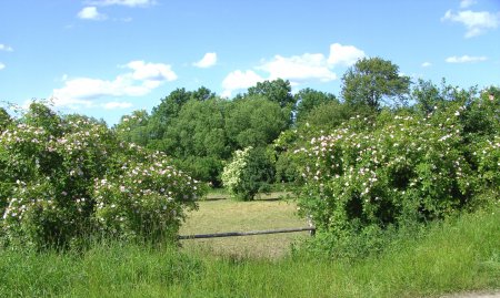 Weidefläche zum Gutshof Schlakendorf