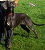 Deutsche Dogge