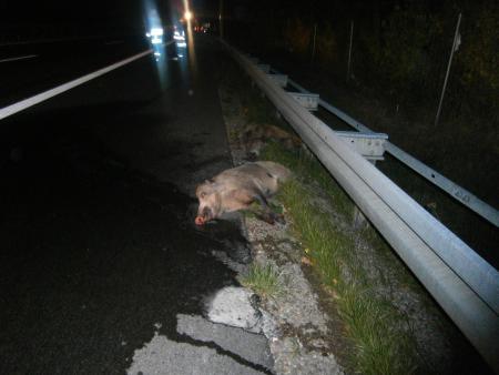 Verkehrsunfall auf der BAB 11 durch Wildschweine