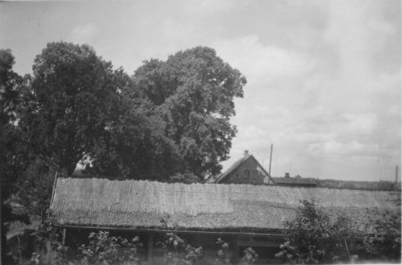 Bienenschauer