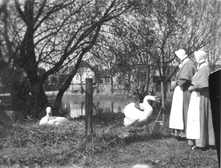 Die Krankenhausschwestern Katrin und Agnes beim Füttern der Schwäne um 1940 (2)