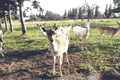 wildbahn_k.gif wildbahn_k.gif