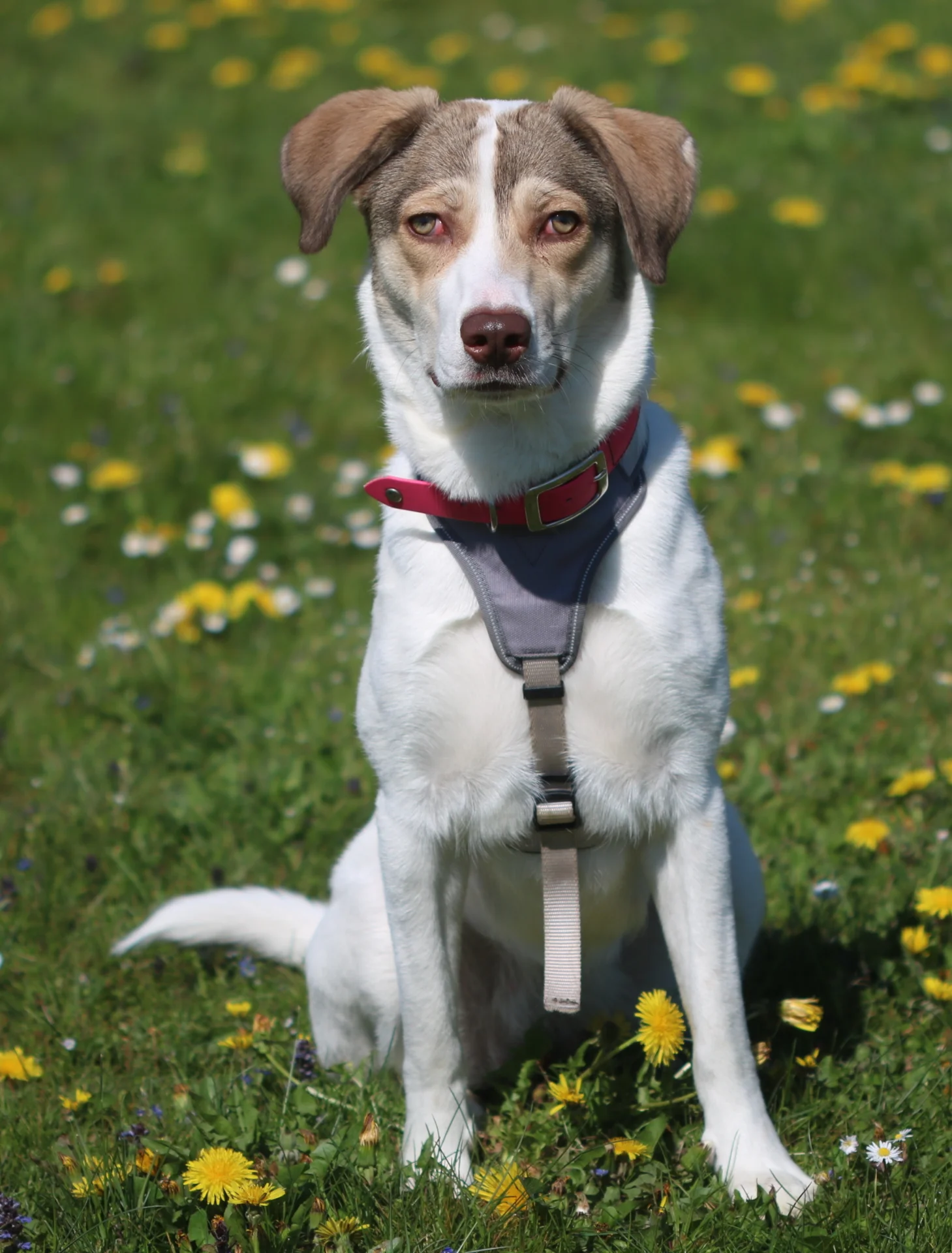 >Luna<, Mischling – Tierheim Memmingen