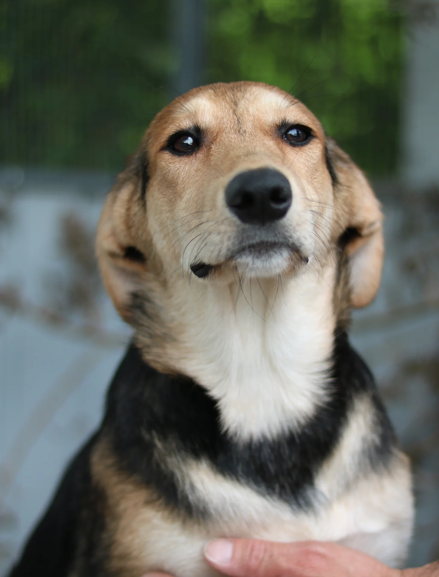 >Romy<, Bracken-Mischling – Tierheim Memmingen