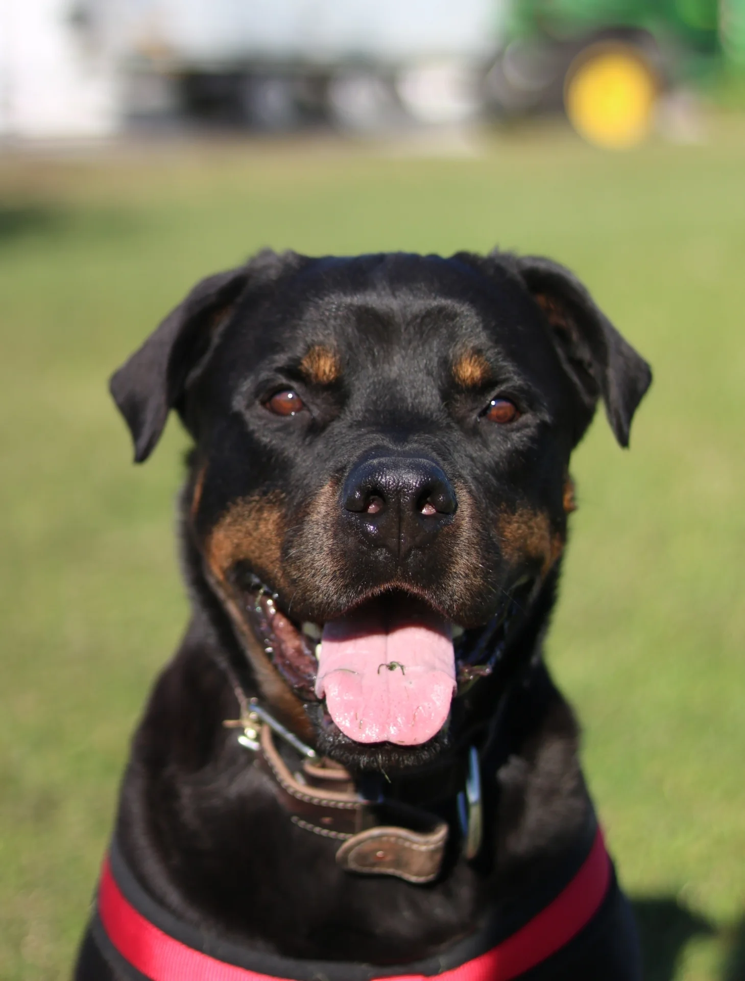 >Rocky<, Rottweiler – Tierheim Memmingen