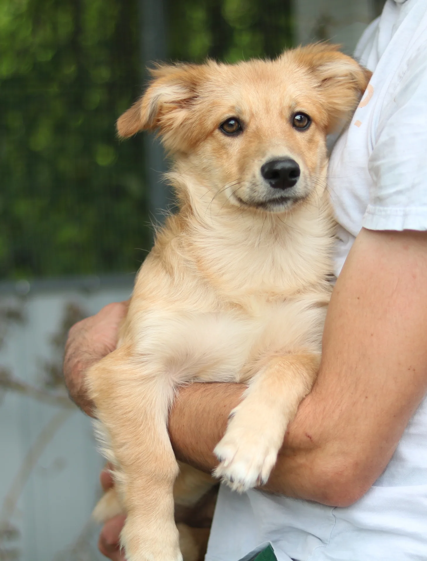 >Monty<, Mischling – Tierheim Memmingen