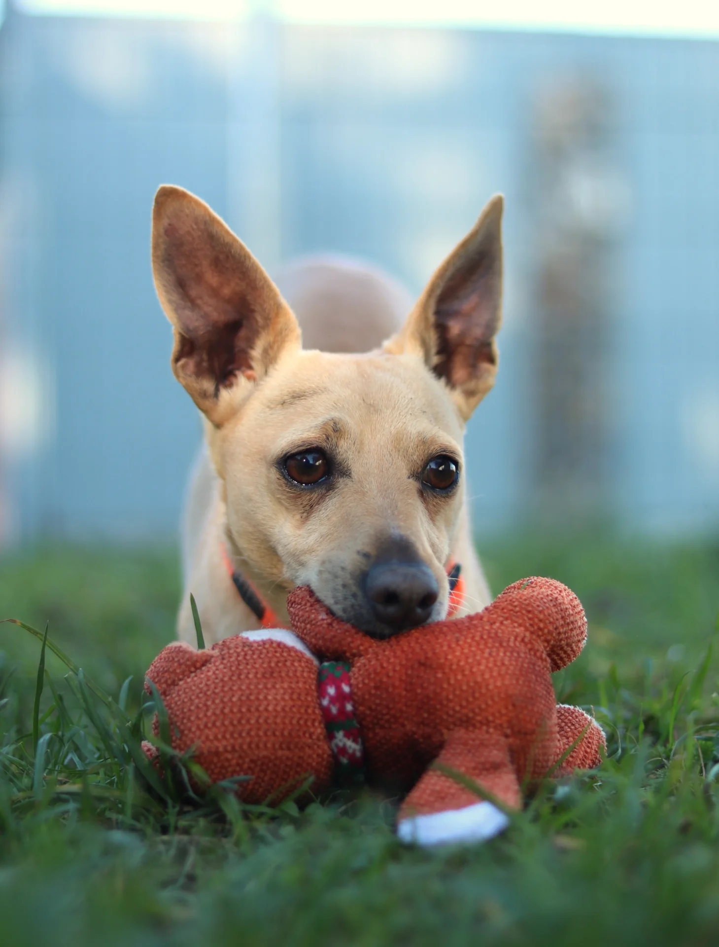 >Leone<, Chihuahua-Jack Russell-Mix – Tierheim Memmingen