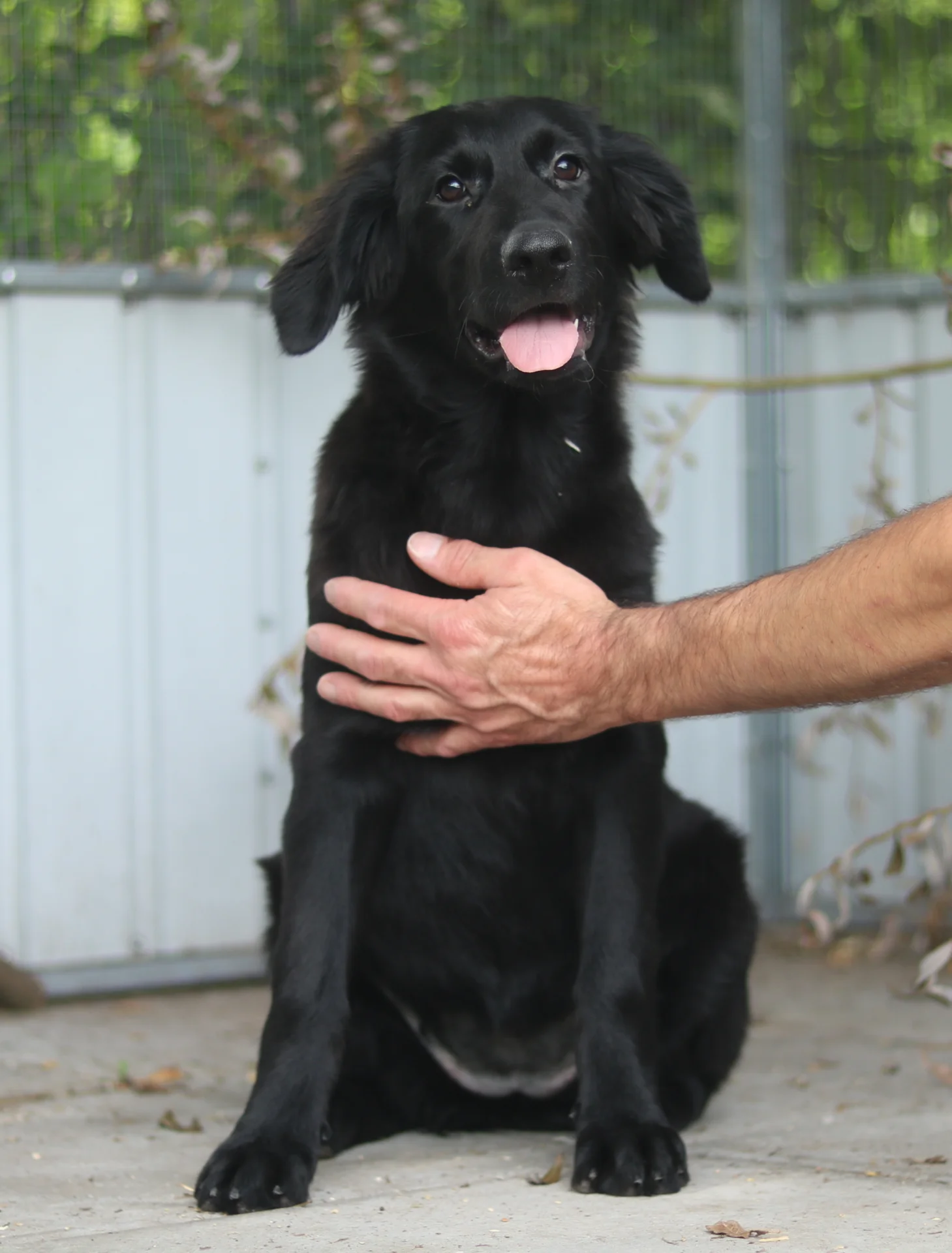 >Hazel<, Flat Coated Retriever-Mischling – Tierheim Memmingen