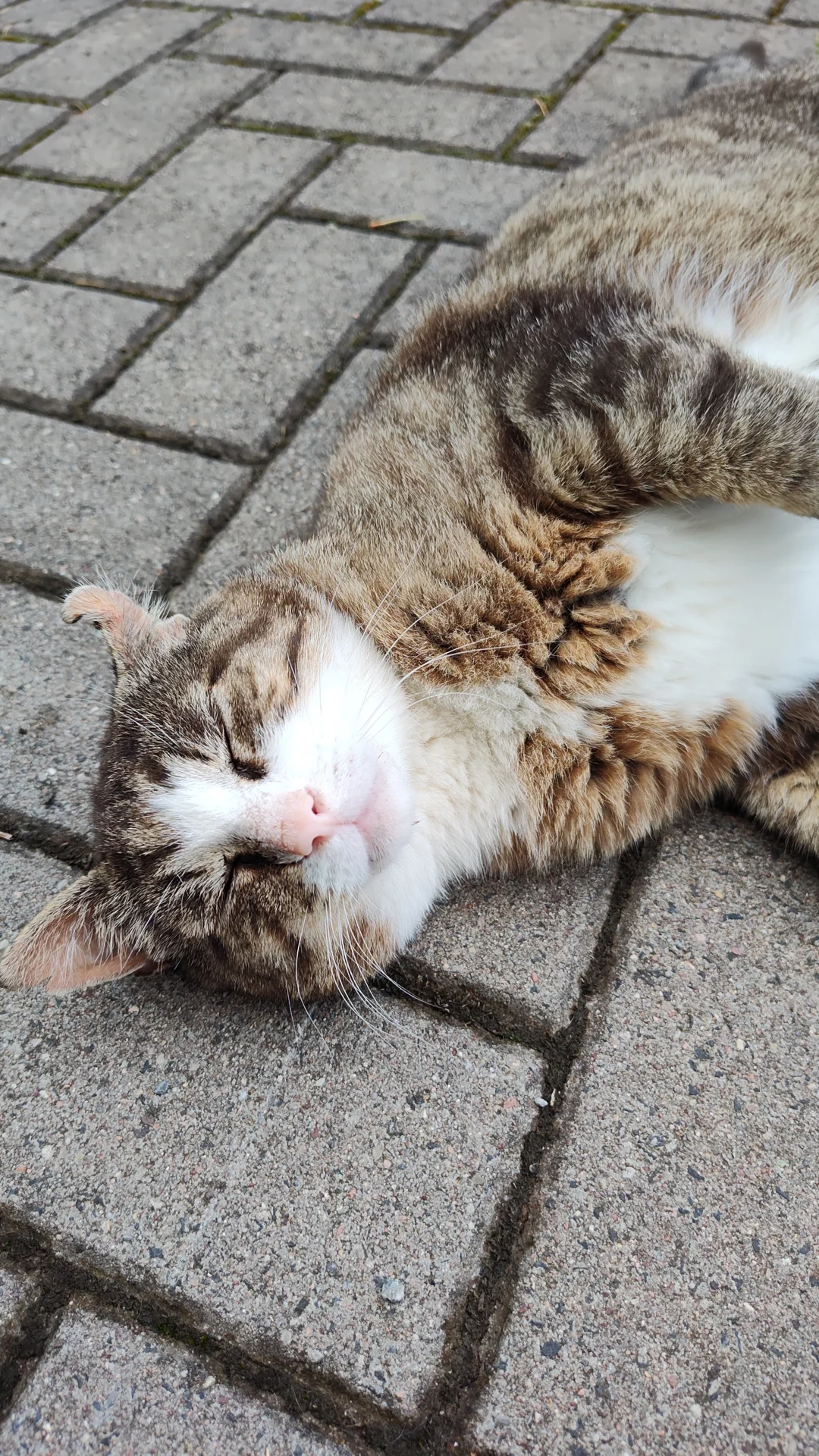 Kater