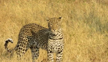Leopard