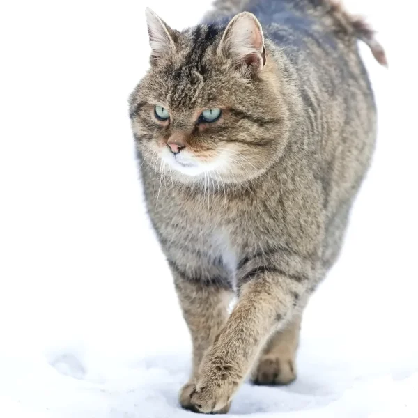 Wildkatze