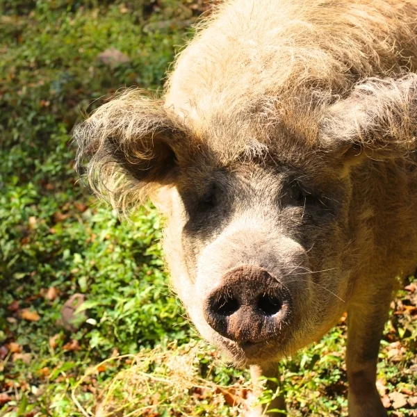 Wollschwein