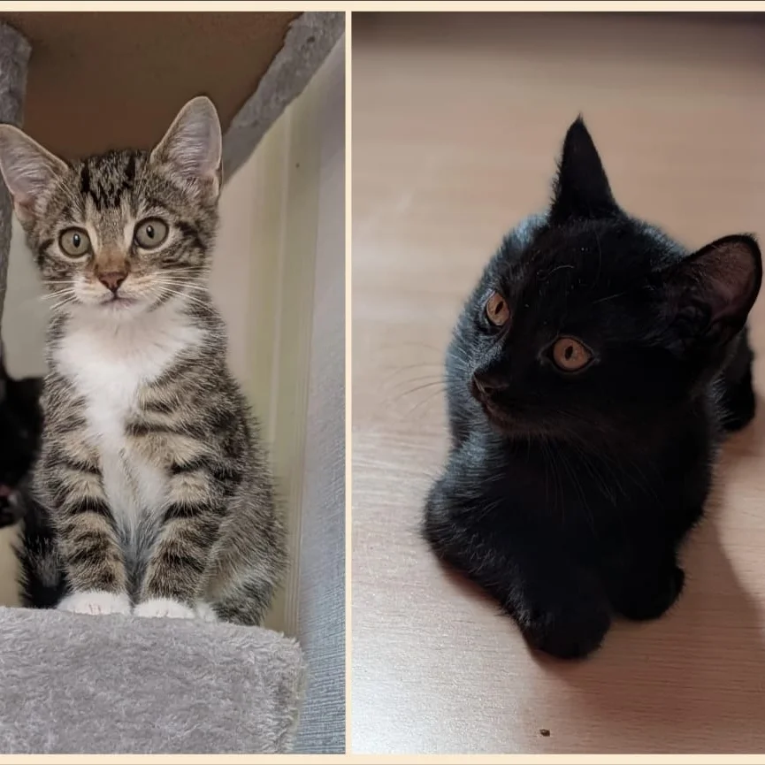 2 Kitten