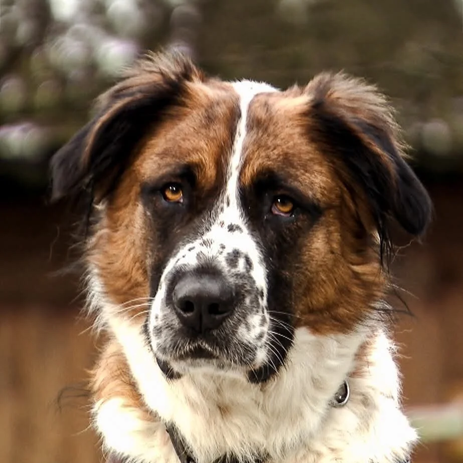 Hund