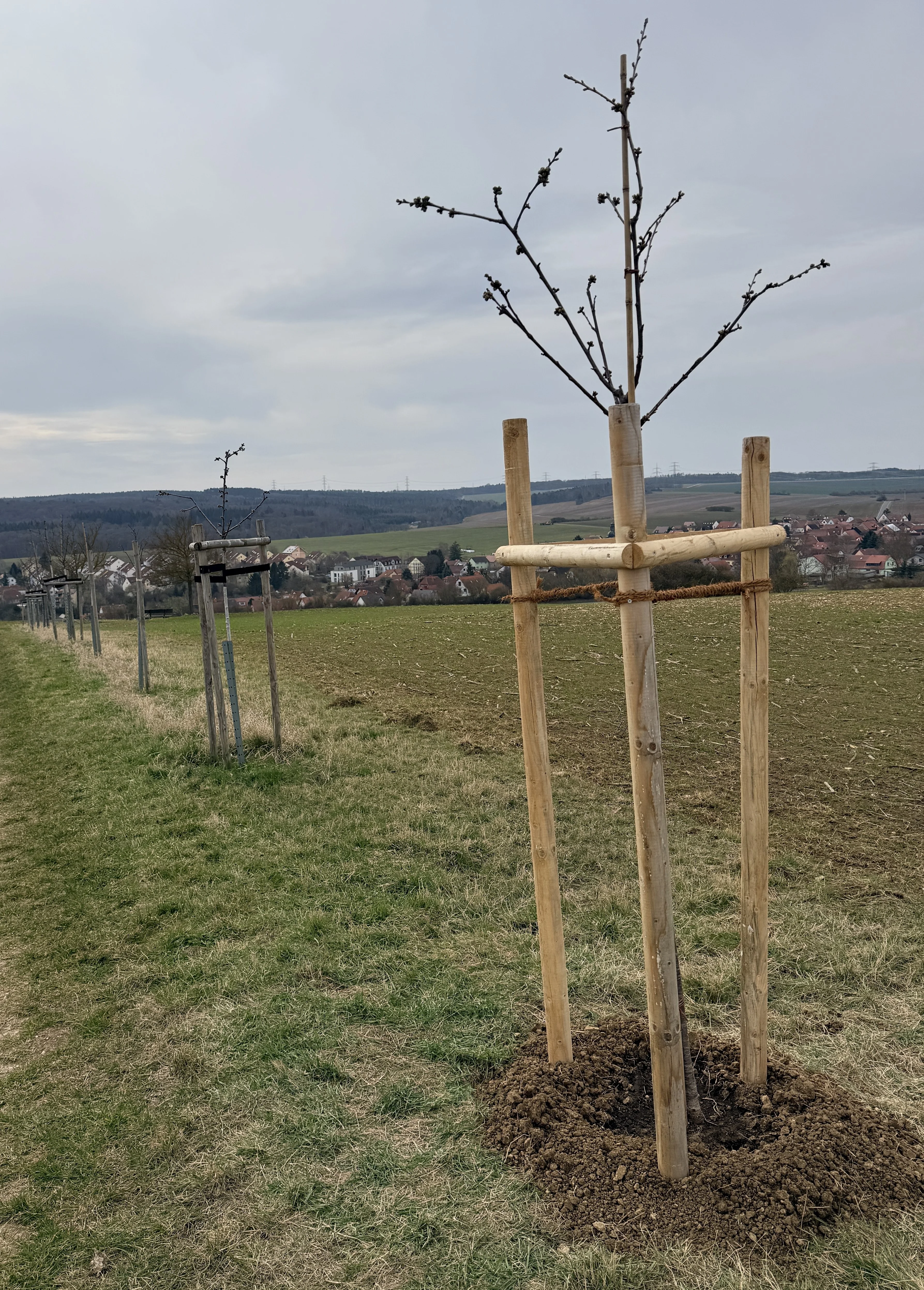 Kita Klettbach Baumpflanzen 5