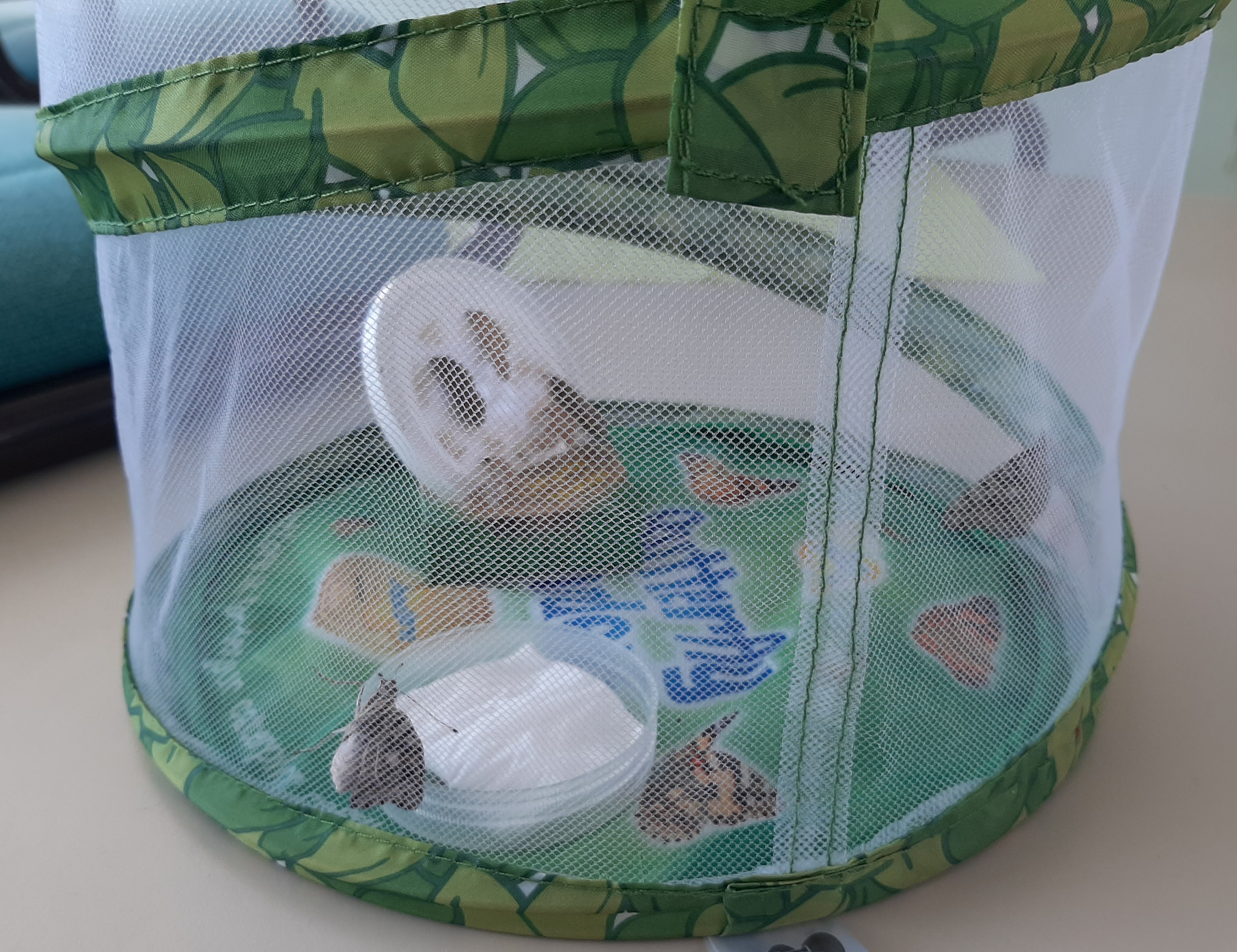 Die ersten Schmetterlinge sind geschlüpft