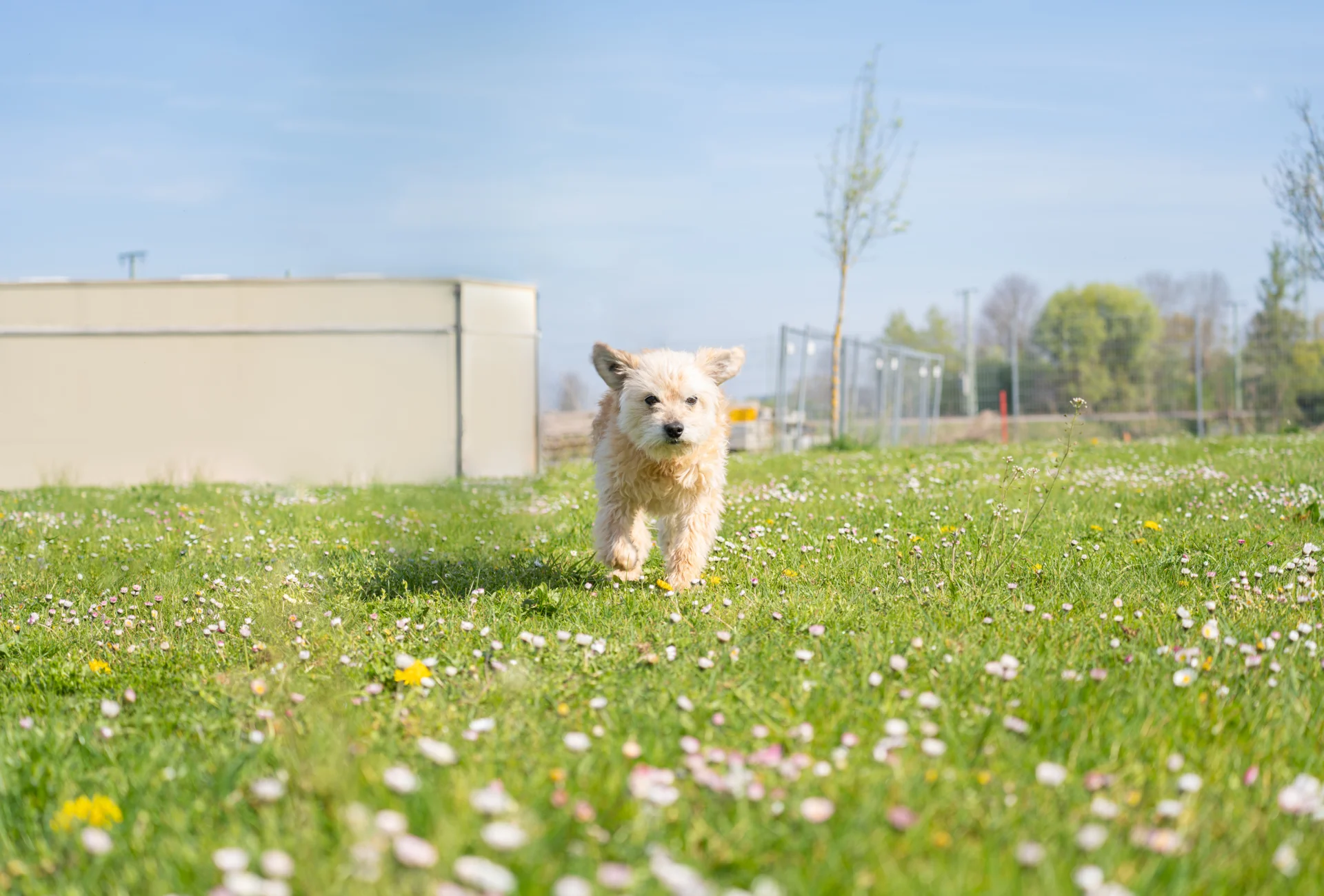 THHunde5