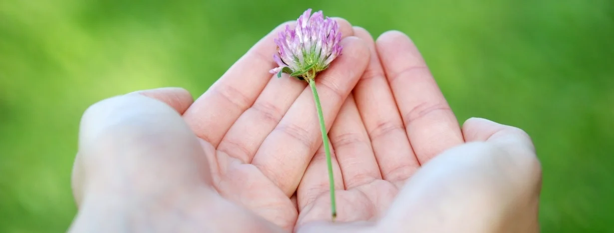 eine Kleeblüte auf zwei zu einer gebenden Geste geformten Händen