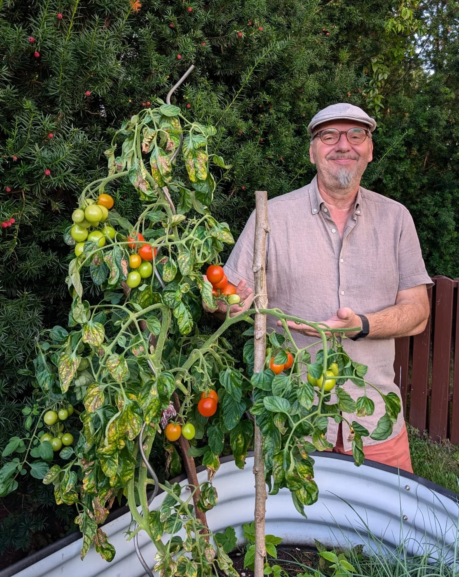 Tomaten