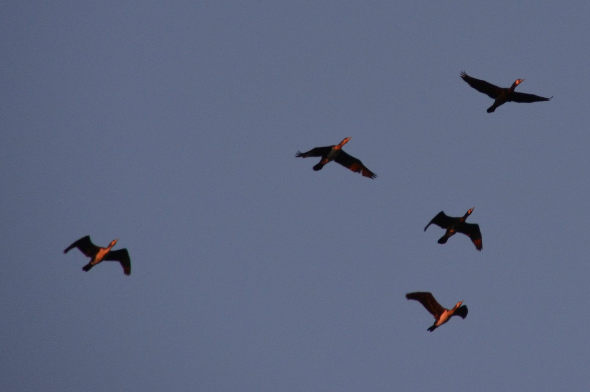 Cormorants flying in at dusk (Photo: ©IfB)