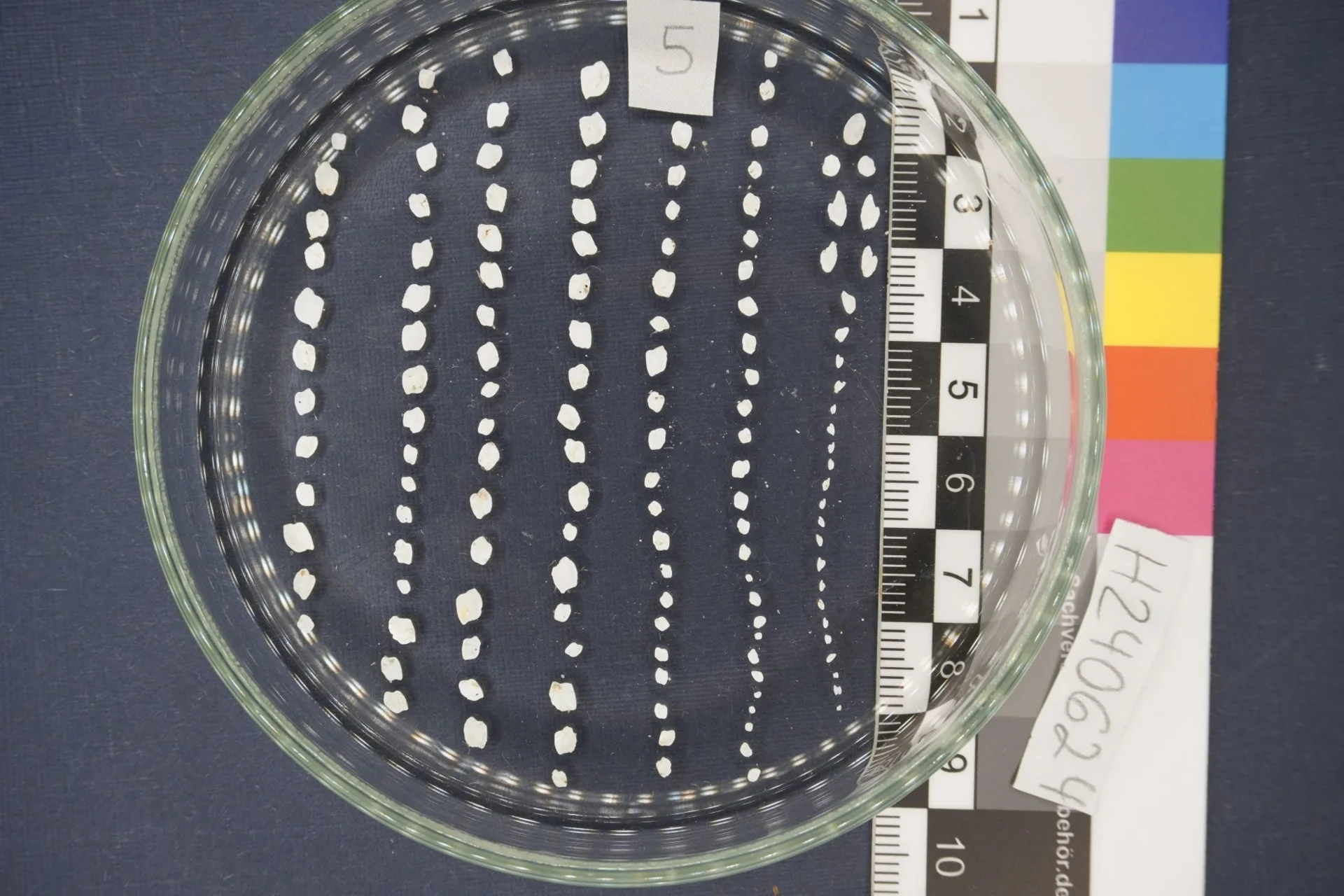 Isolated otoliths in a petri dish (Photo: ©IfB)