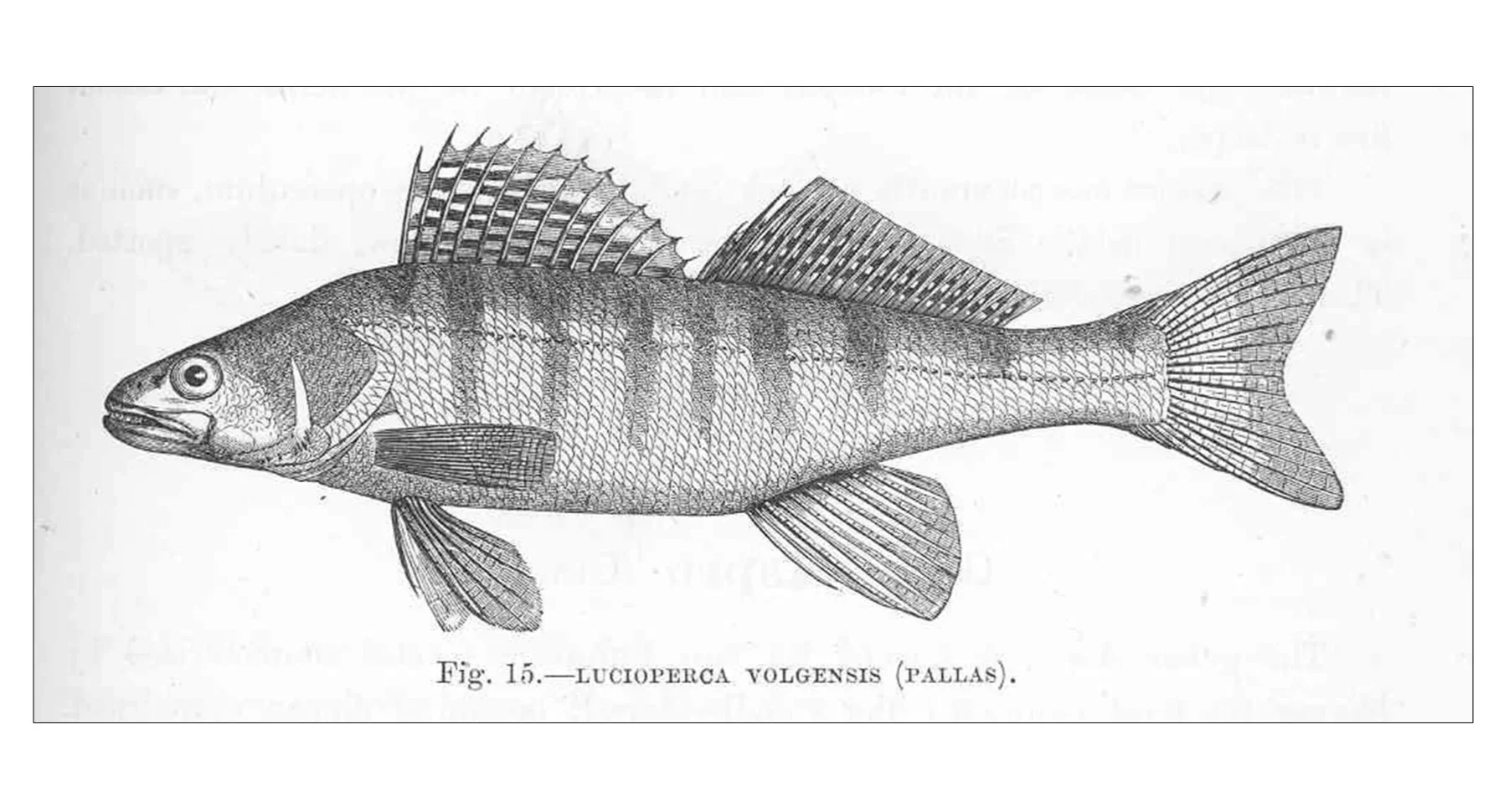 Drawing of a Volga-Zander (Foto: Creative-Commons Licence - Freshwater and Marine Image Bank at the University of Washington)