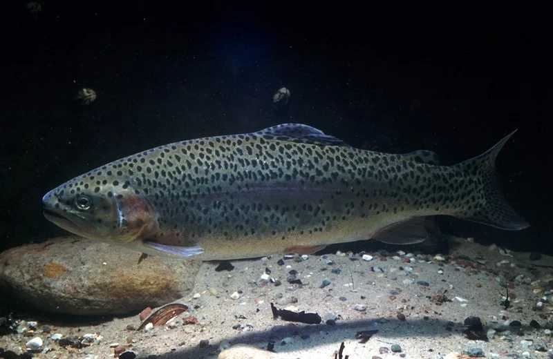 Regenbogenforelle (Oncorhynchus mykiss, Walbaum; Foto: © S. Zienert, IfB)