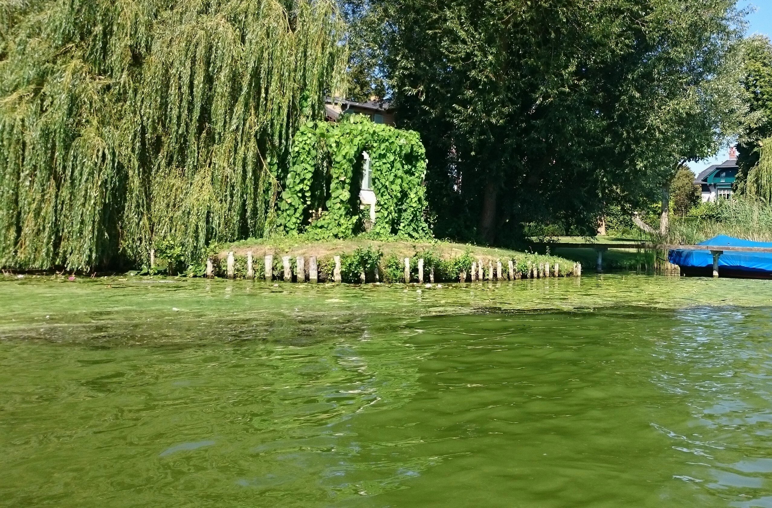 Blaualgenblüte auf der Havel (Foto: © S. Zienert, IfB)