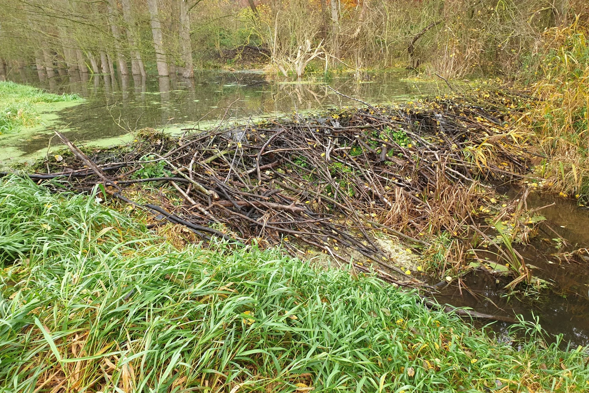 A Beaver Dam ( ©R. Frenzel/F. Pfaff, IfB)