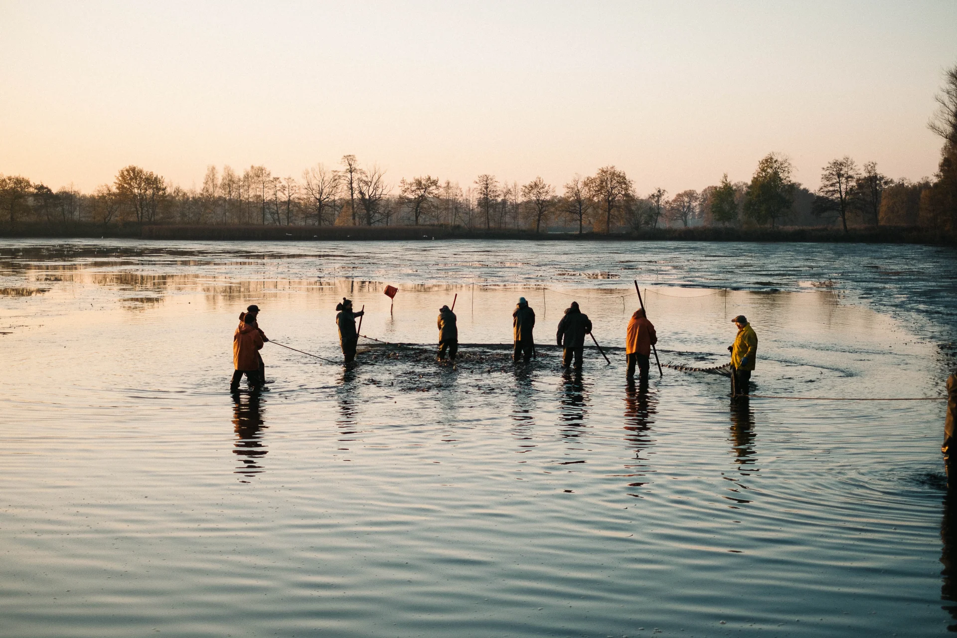 Autumnly harvesting of a carp fish pond in Lusatia (Photo: © P. Czapla, IfB)