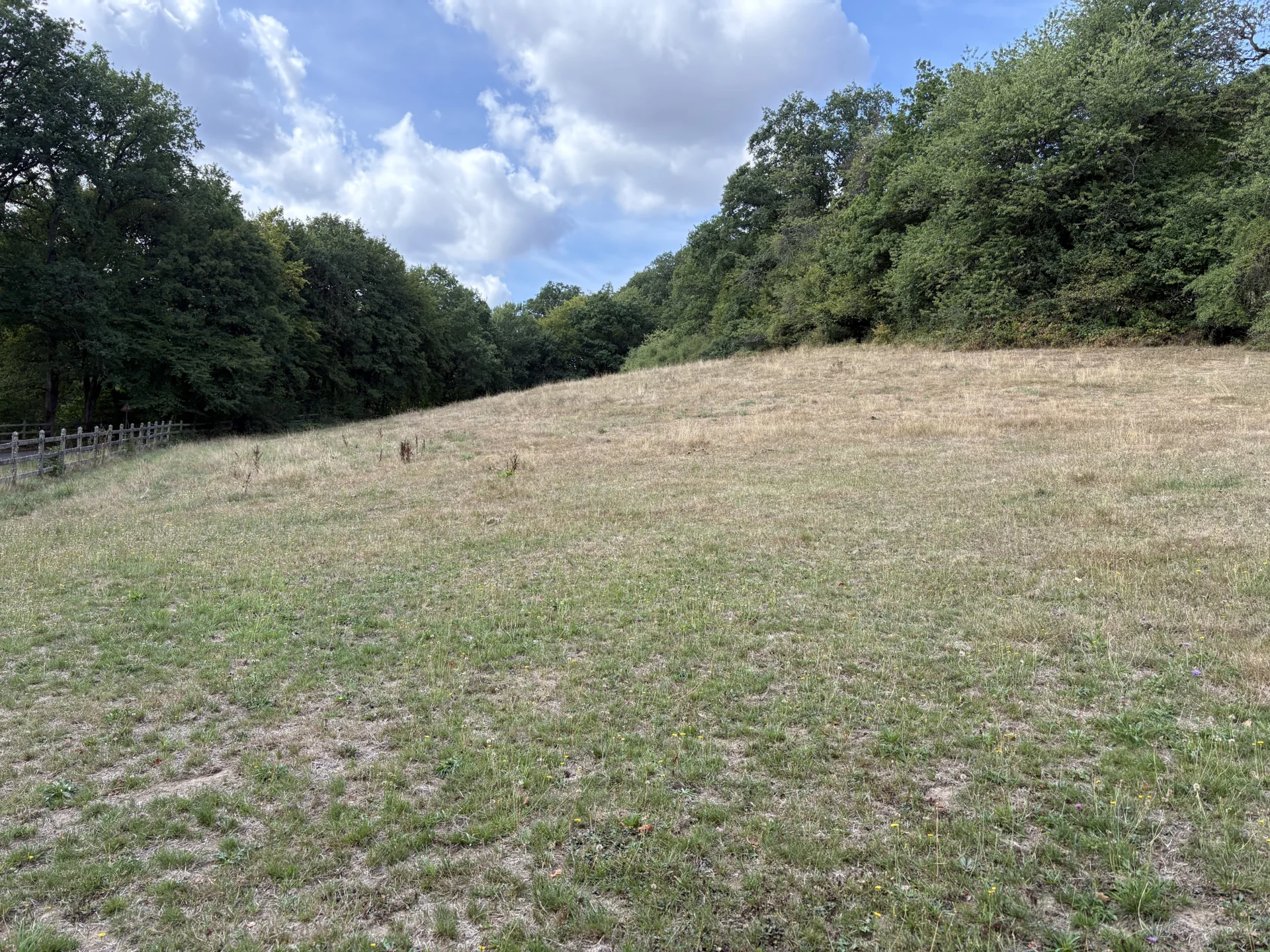 Pferdeweide