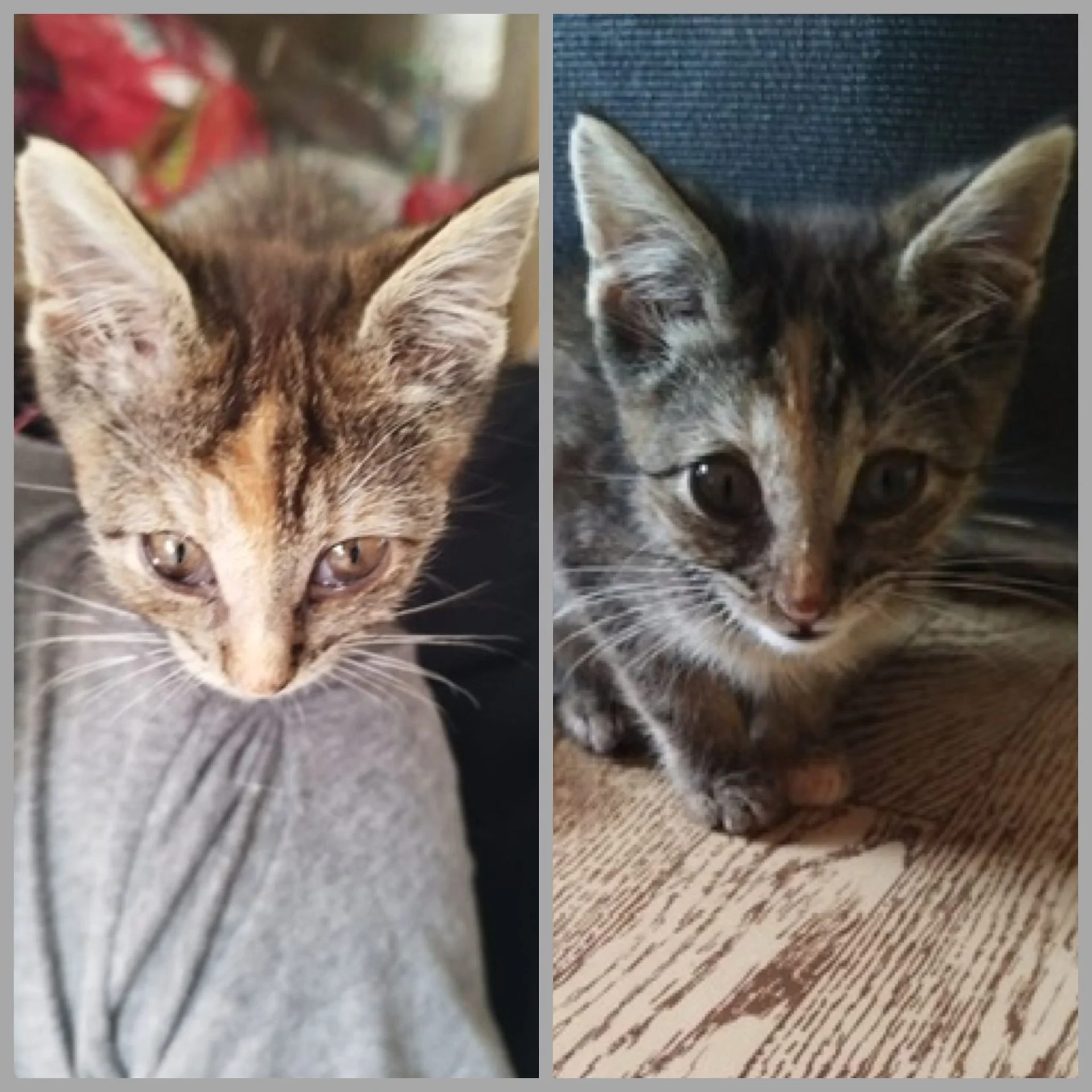 Collage Kitten