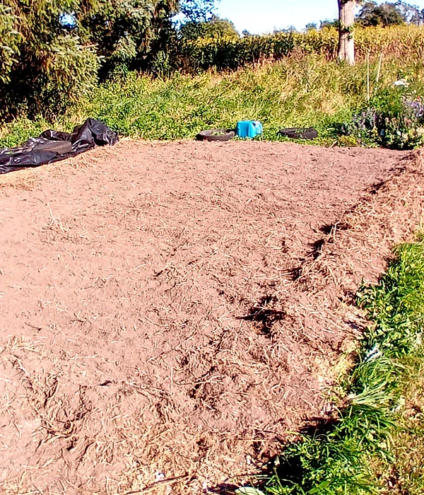 gefrästes und kultiviertes Beet für Tag- und Nachtfalter