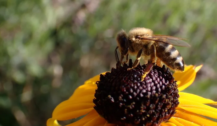 Eine Honigbiene trinkt frischen Honigsaft von einer glatten Oberfläche. Die detaillierte Makroaufnahme zeigt das natürliche Verhalten des Bestäubers und bietet einen faszinierenden Blick auf die Welt der Insekten.